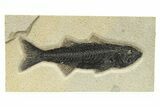 Uncommon Fish Fossil (Mioplosus) - Wyoming #275201-1